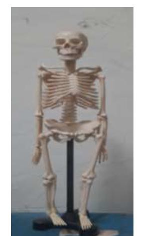 Human Skeleton (Synthetic)
